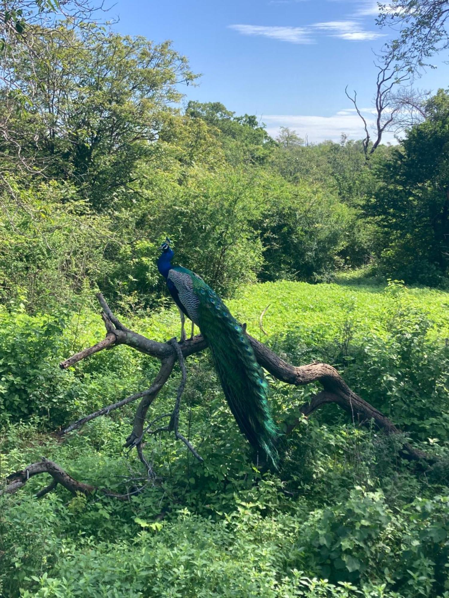 Amba Kola Udawalawa Hotel Udawalawe Bagian luar foto