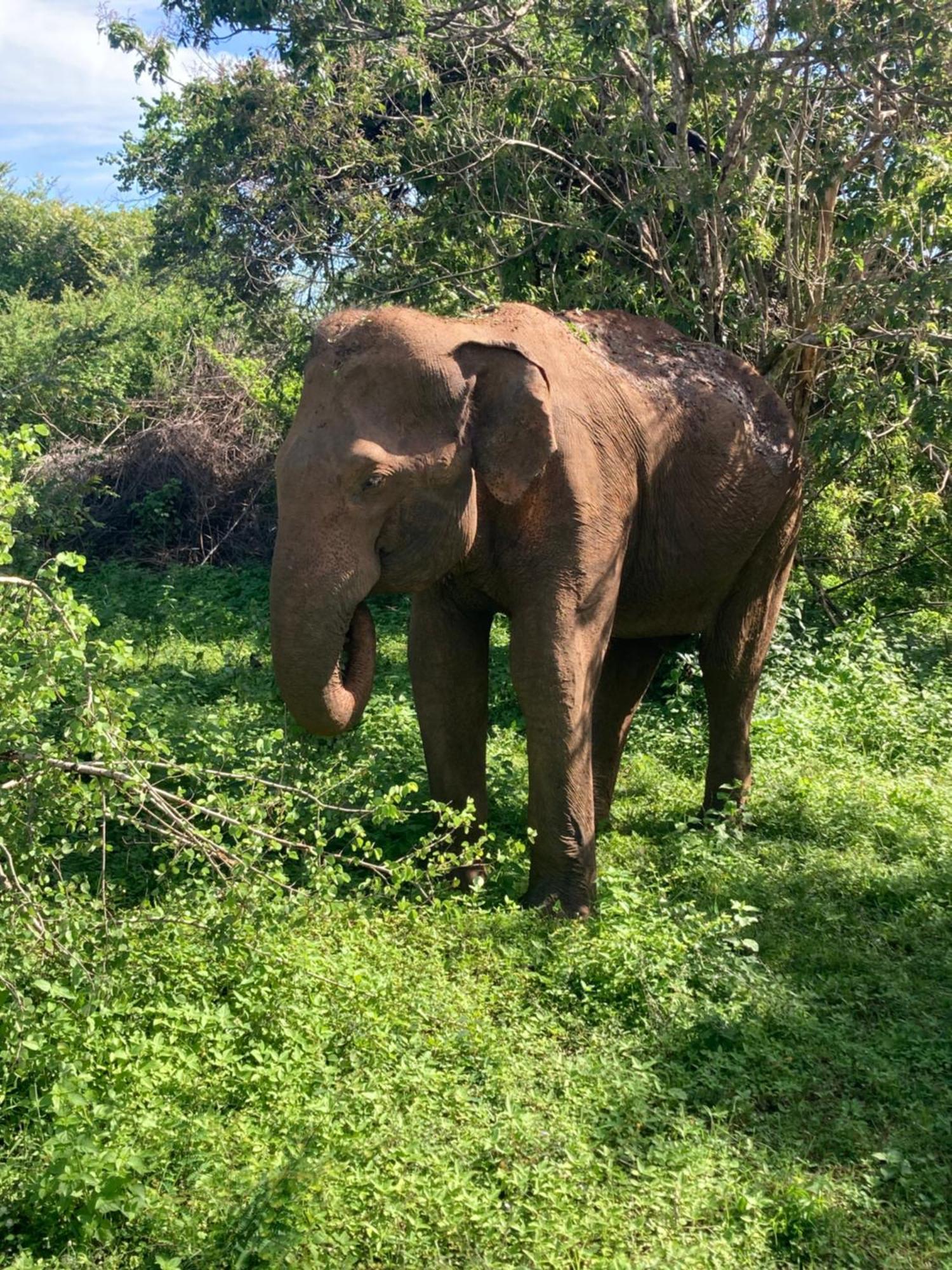 Amba Kola Udawalawa Hotel Udawalawe Bagian luar foto