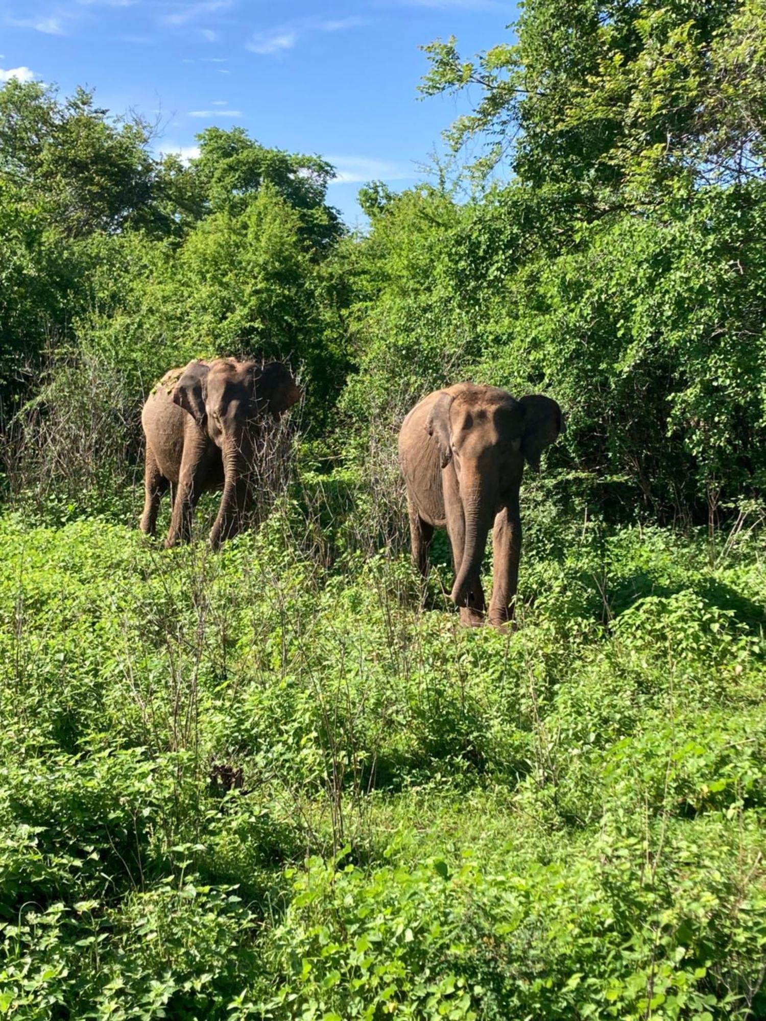 Amba Kola Udawalawa Hotel Udawalawe Bagian luar foto