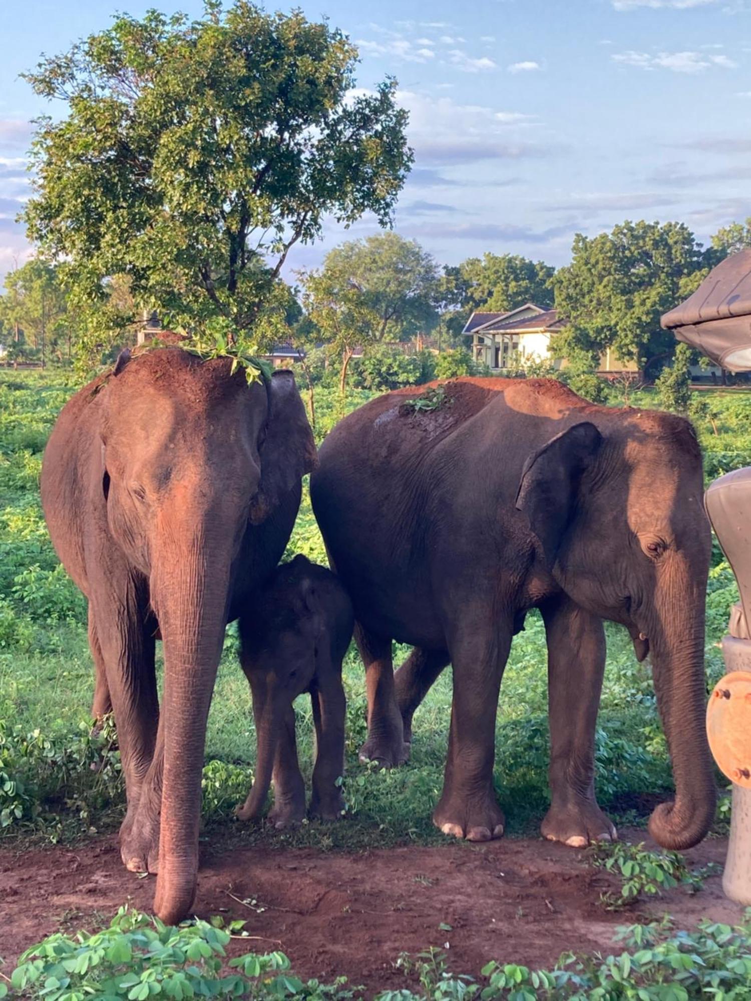 Amba Kola Udawalawa Hotel Udawalawe Bagian luar foto